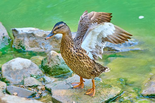 Free Duck Feathers photo and picture
