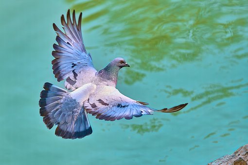 Free Pigeon Fly photo and picture
