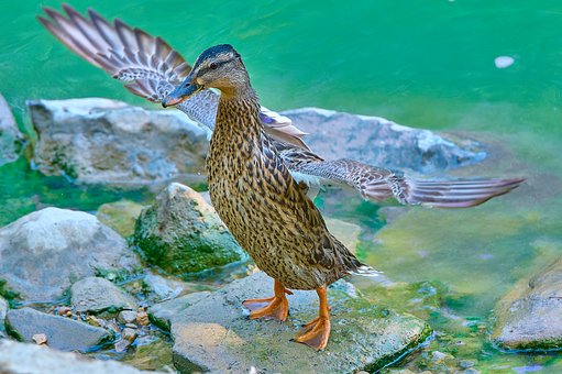 Free Duck Lake photo and picture
