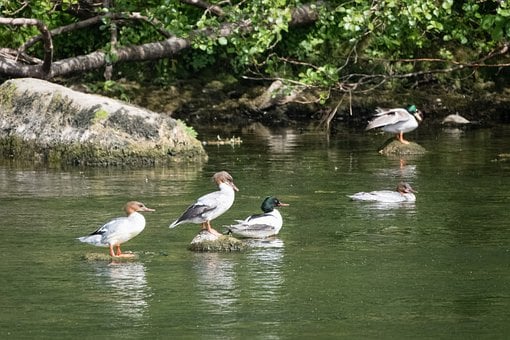 Wilde Natur, Vogelbeobachtung