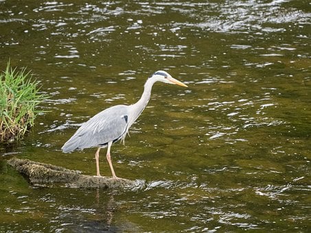 Vogel, Natur, Tierwelt, Ornithologie