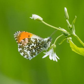 Schmetterling, Natur, Insekt, Blume