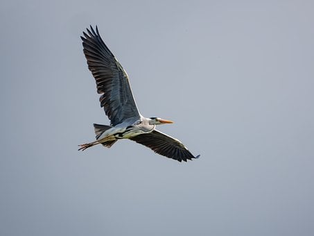 Vogel, Natur, Tierwelt, Vogelkunde, Flug