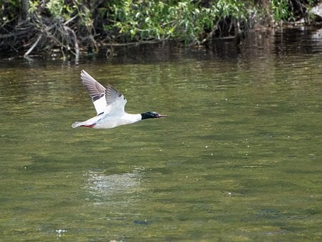 Vogel, Natur, Tierwelt, Vogelkunde