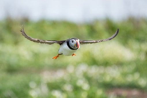 Vogel, Natur, Wildtiere, Ornithologie