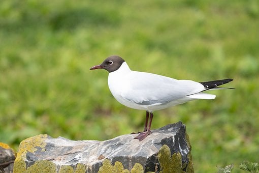 Vogel, Natur, Wildtiere, Ornithologie