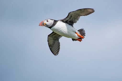 Vogel, Natur, Tierwelt, Vogelkunde