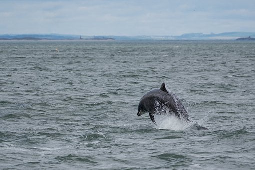 Delfin, Natur, Meer, Ozean, Tierwelt