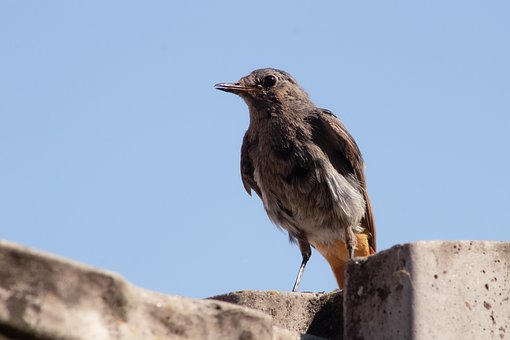 Vogel, Natuur, Rode Start, Close-Up