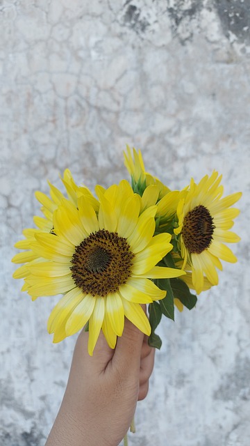 Free Sunflower Bouquet photo and picture
