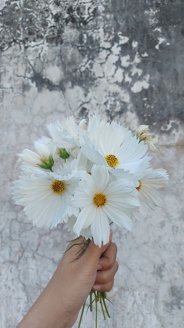 Free Cosmos Bouquet photo and picture