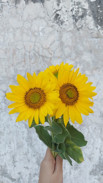 Free Sunflower Bouquet photo and picture
