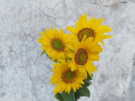 Free Sunflower Bouquet photo and picture