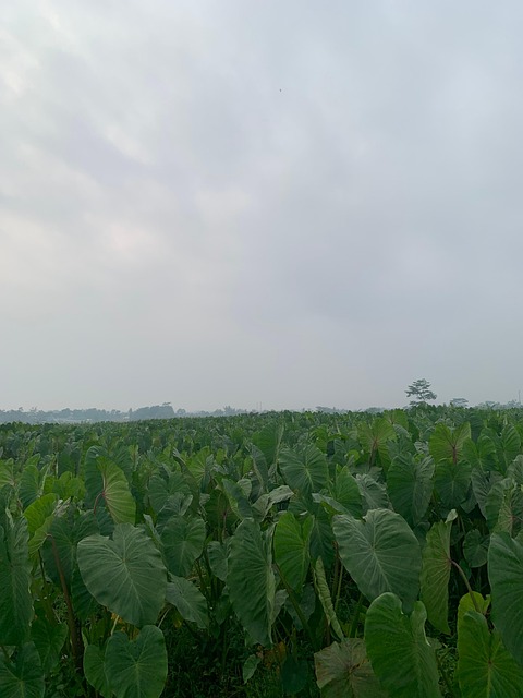 Free Nature Agriculture photo and picture