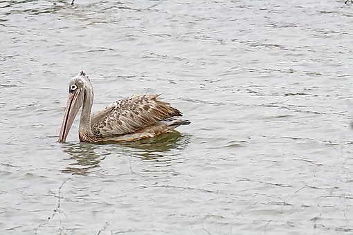 Free Bird Pelican photo and picture