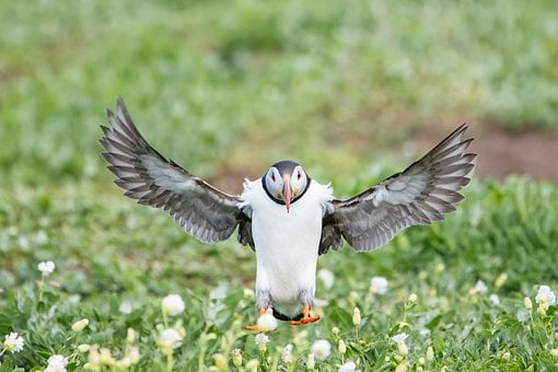 Vogel, Natur, Wildtiere, Ornithologie