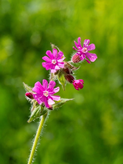 Pflanze, Natur, Blume, Flora, Blumen