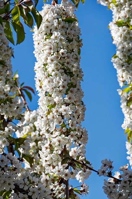 Blomstrende Træ, Forårsblomster
