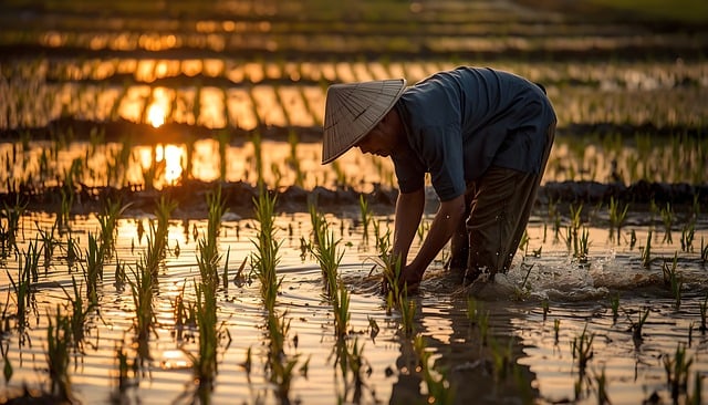 Free indonesia bali planting rice illustration