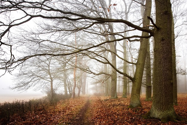 Wald, Nebel, Bäume, Herbst, Laub, Dunst
