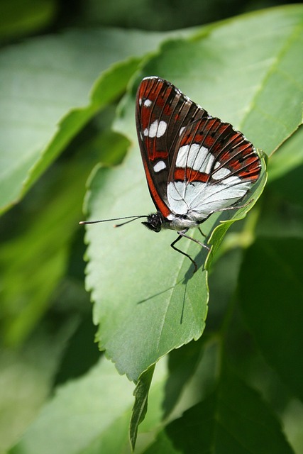 Free Butterfly Limenitis Reducta photo and picture