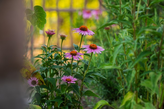 Free Flowers Garden photo and picture