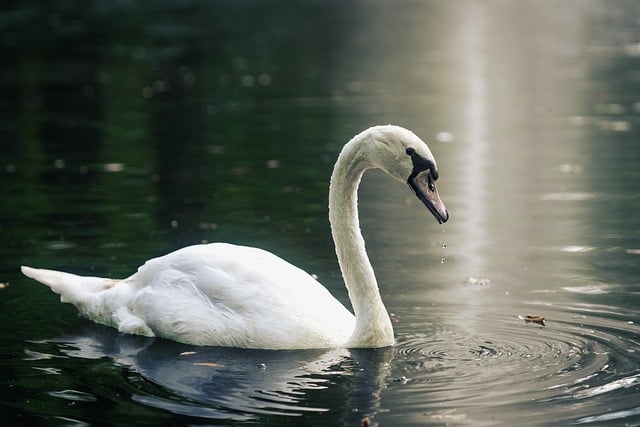 Free Swan Water photo and picture