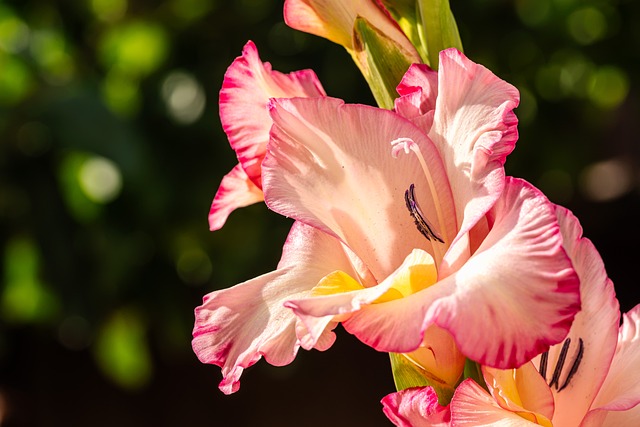 Free Flower Gladiolus photo and picture
