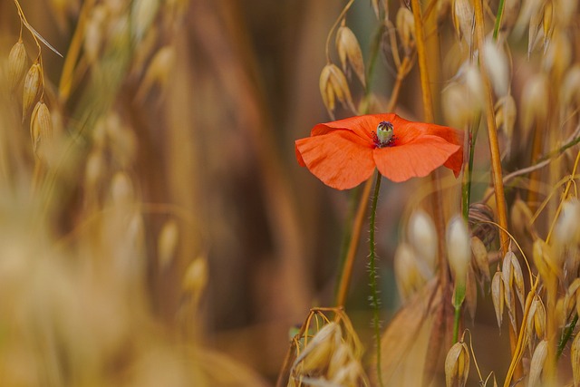 Free Nature Flower photo and picture