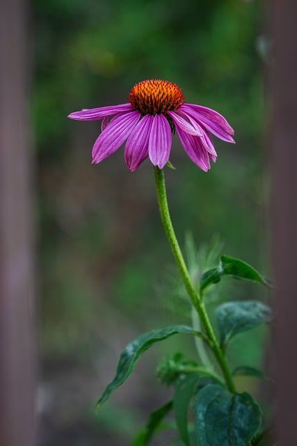 Free Echinacea Flower photo and picture