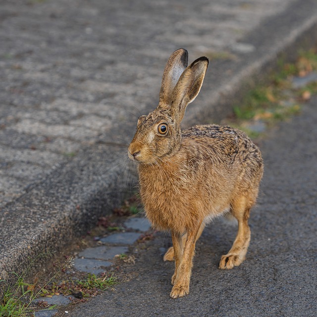 Free Hare Wild photo and picture