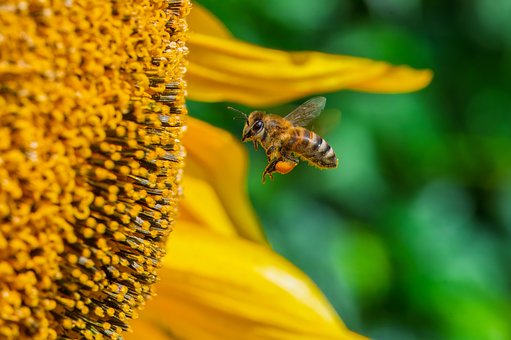 Free Bee Pollination photo and picture