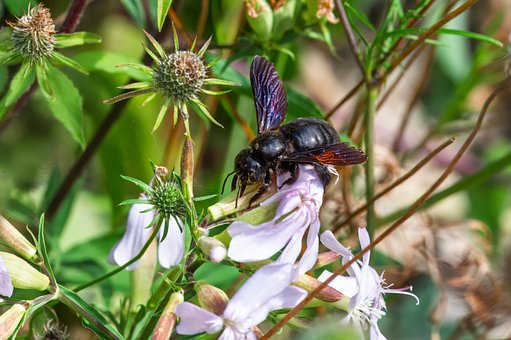 Free Insect Beetle photo and picture
