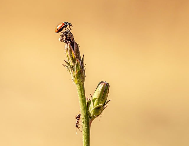 Free Ladybug Ant photo and picture