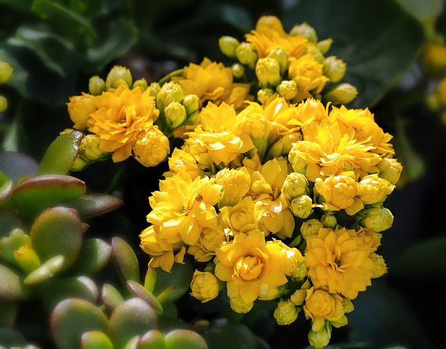 Gelbe Blüten, Kalanchoe Blume