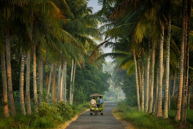 Free Palms Coconuts photo and picture