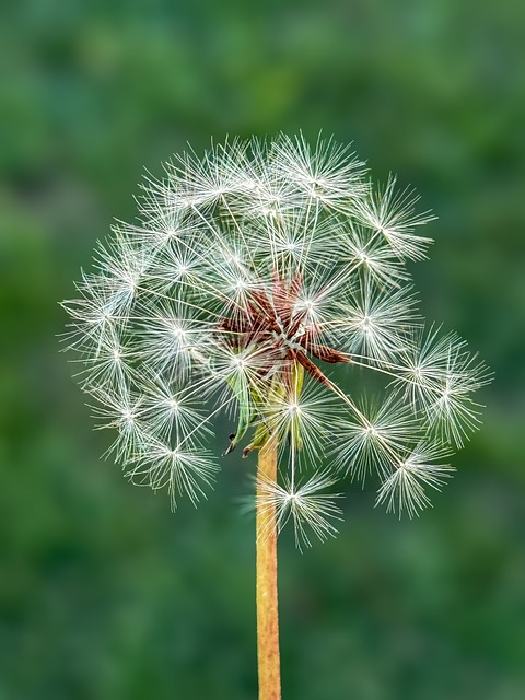 Free Dandelion Nature photo and picture