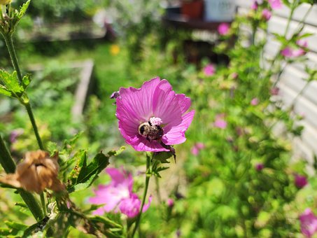 Humlebi, Bi, Bestøvning, Pollen, Insekt