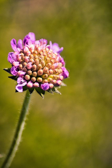 Blume, Natur, Makro, Stiel, Helllila