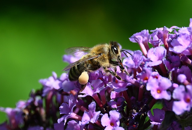 Free Bee Flower photo and picture