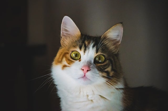 Free Cat Animal photo and picture