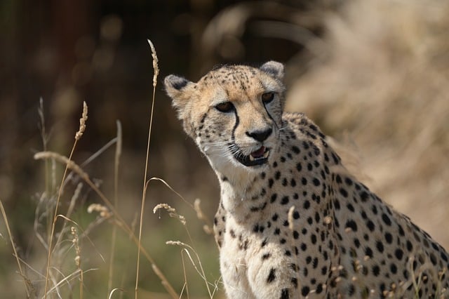 Free Cheetah Animal photo and picture