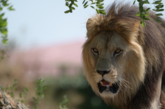 Free Lion Nature photo and picture