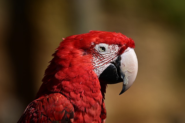 Free Parrot Red photo and picture