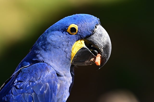 Free Bird Parrot photo and picture