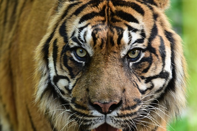 Free Tiger Predator photo and picture