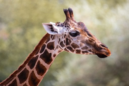 Giraf, Dier, Natuur, Wildernis, Nek