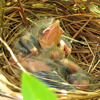 Free Chick Bird Nest photo and picture
