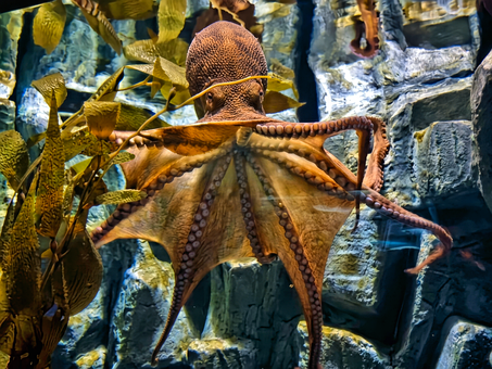Free Giant Pacific Octopus Octopus photo and picture