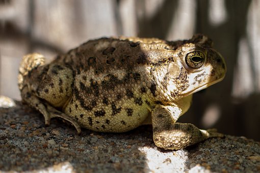 Free Toad Garden photo and picture